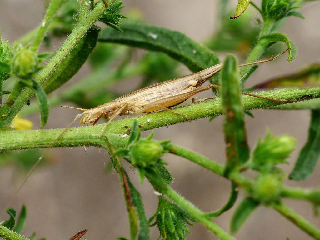 Femmina di Oecanthus pellucens?